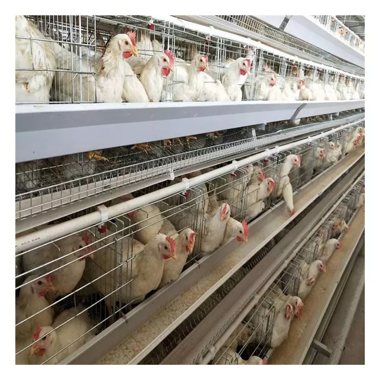 Jaula para ponedoras de pollos tipo A para cría automática de equipos avícolas Jaula para pollos