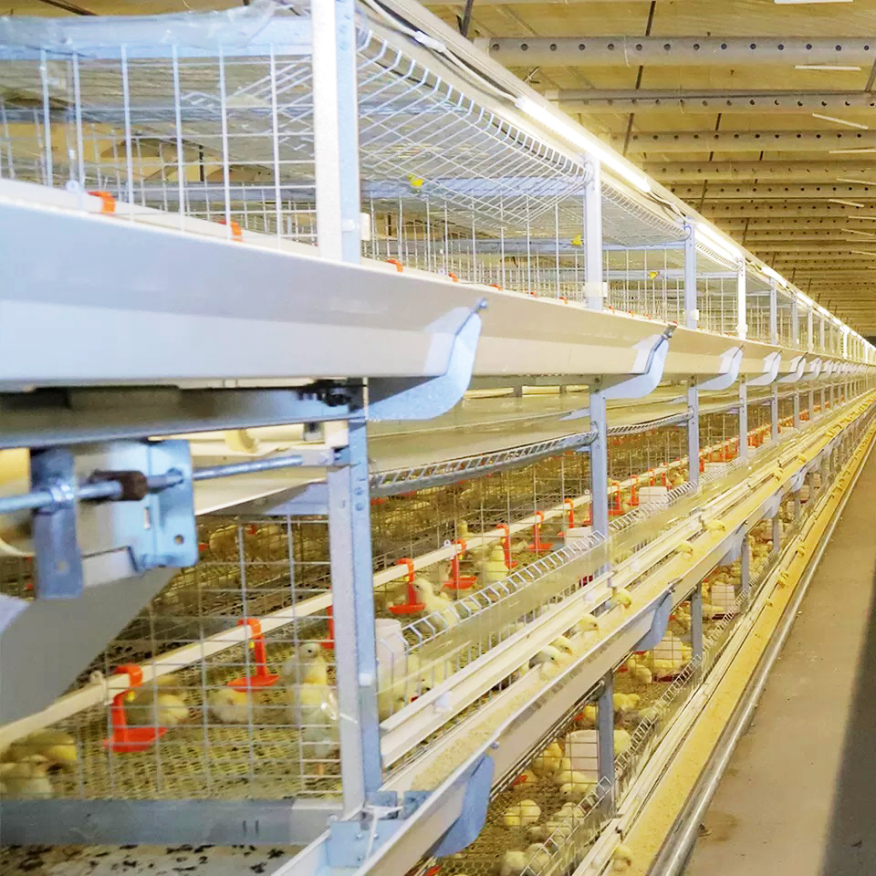 Jaula para ponedoras de pollos tipo H para cría automática de equipos avícolas Jaula para pollos