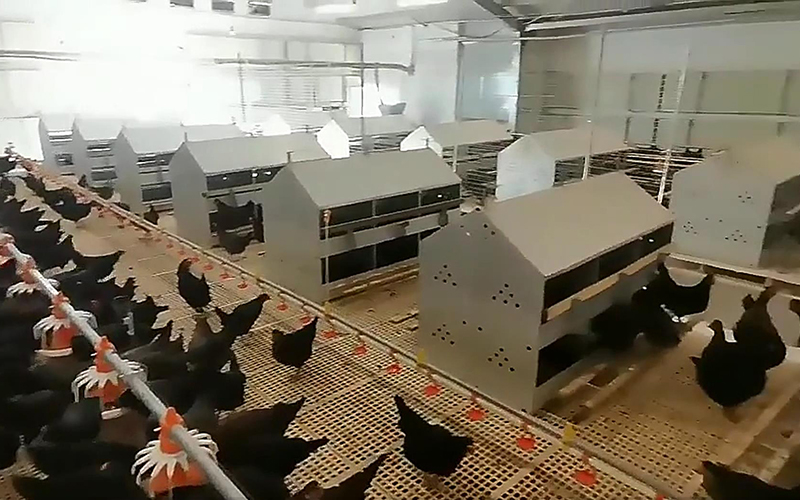 Nido de pollo de hoja de acero con 24 agujeros, gallinero ponedor, caja nido para ponedora de huevos, granja avícola, gallinero duradero, LMA-19